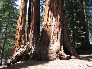 USA Sequoia NP                                            